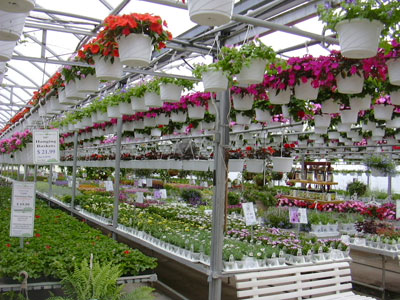 Hanging Baskets