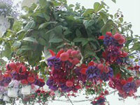 Hanging Baskets