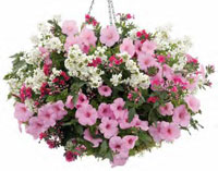 Hanging Baskets