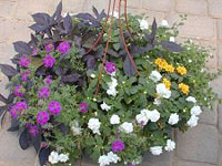 Hanging Baskets