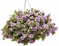 Hanging Baskets