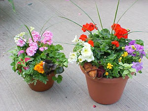 Combination Planters