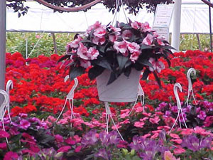 Hanging Baskets